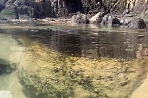 A stranger pumps hot cumshot feeding sperm to beach fish publicly