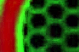 bbw richelle ryan seductively licks fat pussy with dildo toys in steamy lesbian play