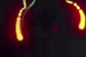 Blonde Eliza Eves Devours Aria Carson's Juicy Pussy!