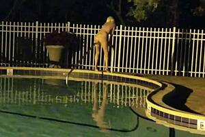 Who needs clothes when public nights hide such naughty housewife secrets?