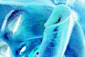 vintage erotic art captures antique sensual scenes