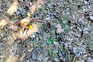 whoa cops catch mature milf sucking young stud's cock in public park