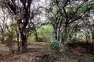 Jungle Hottie Deepthroats in Forest with Sloppy Action