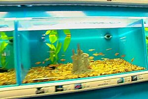 Big tits milf in lingerie fishnets heels bent over doggystyle assfucked gaping tittyfucked