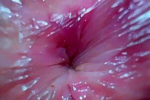 sniffing my new panties under blanket while watching petite pussy